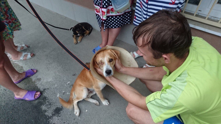 Пострадавшая от ростовского живодера собака ищет дом