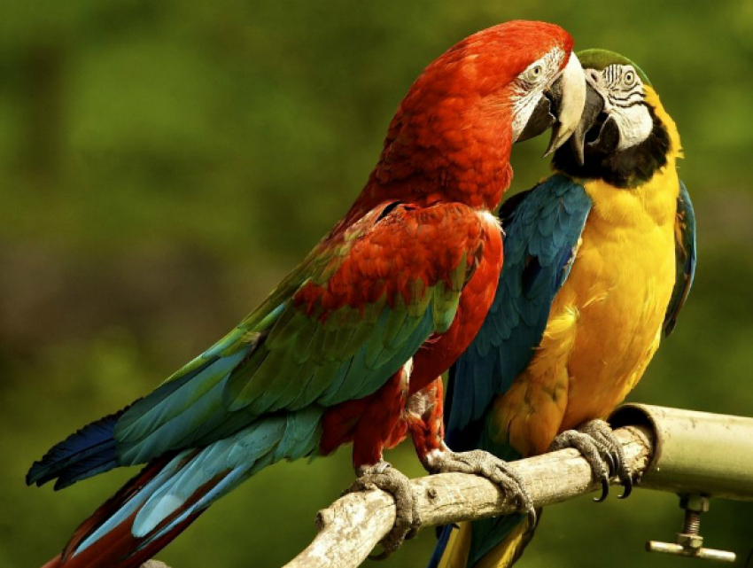 Два попугая ара из зоопарка Ростова оказались жертвами бандитов