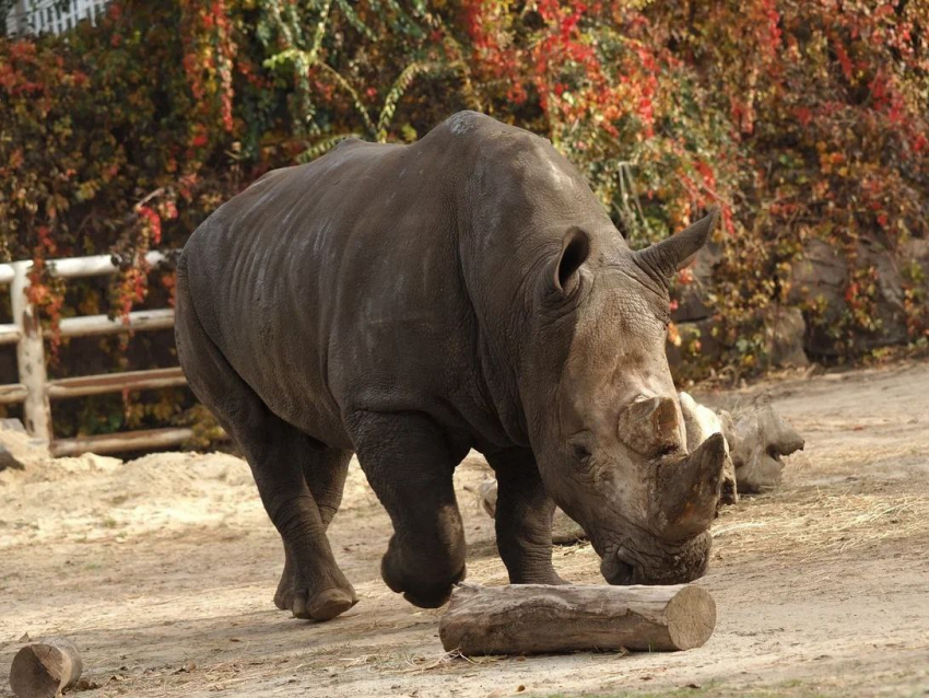 Ростовский зоопарк опубликовал график показательных кормлений животных на май