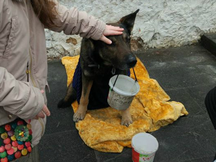 Ставшая живой игрушкой для прохожих собака-попрошайка вызвала жалость у жителей Ростова