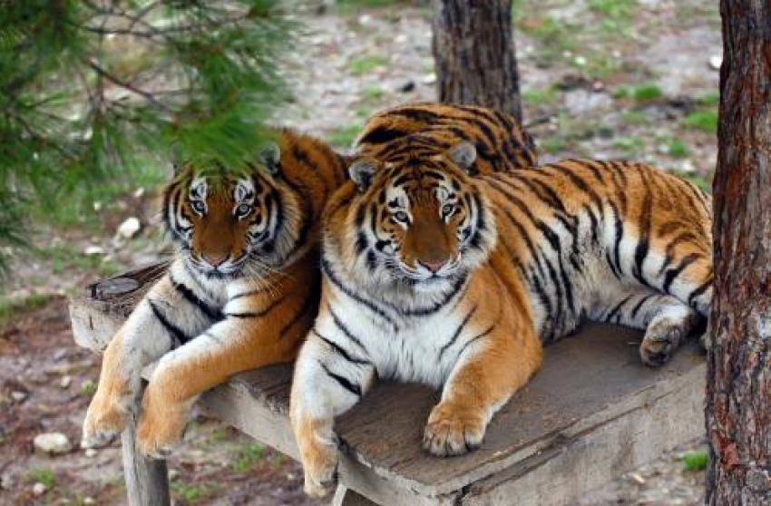 День амурского тигра и дальневосточного леопарда смогут отпраздновать все ростовчане