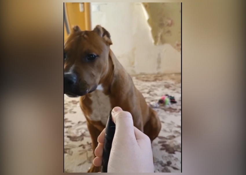 Подросток-живодер из Ростова выложил в сеть видео с издевательствами над своей собакой 