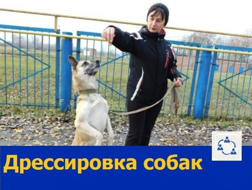 Опытный дрессировщик собак обещает скорректировать поведение питомцев жителей Ростова