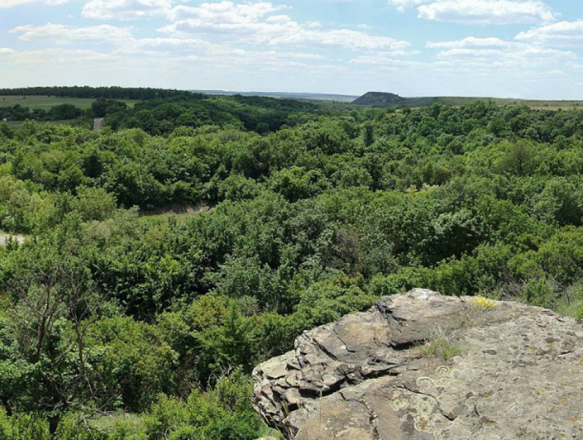 Ликвидировать сразу восемь памятников природы попытались под Ростовом