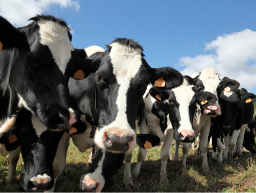 За продажу скота на 20 миллионов рублей будет наказан житель Ростовской области