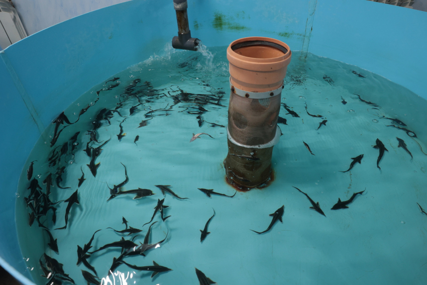 На восстановление осетра в Азовском море уйдёт до 15 лет