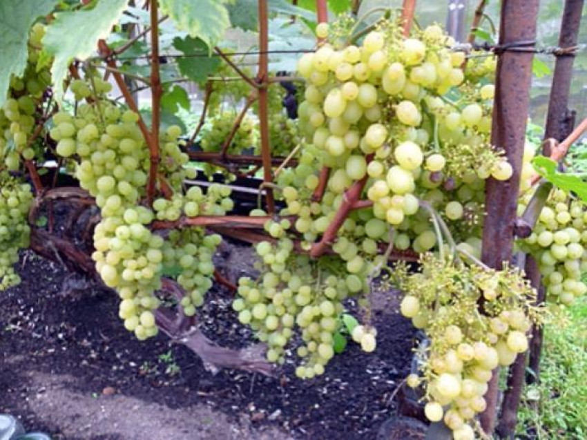 Виноделам Ростовской области возместят часть затрат на уход за виноградниками