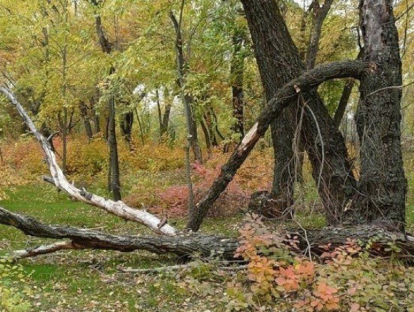 Ростовские защитники природы не против вырубить четыре тысячи деревьев ради парка