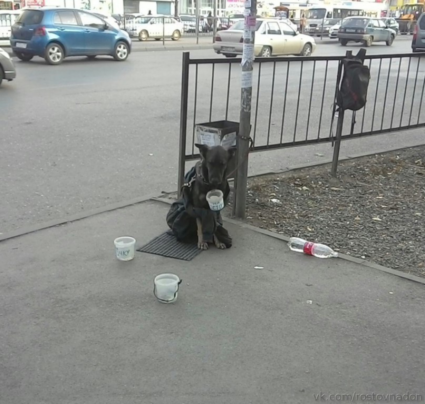 Собака, просящая милостыню, взбудоражила соцсети Ростова 