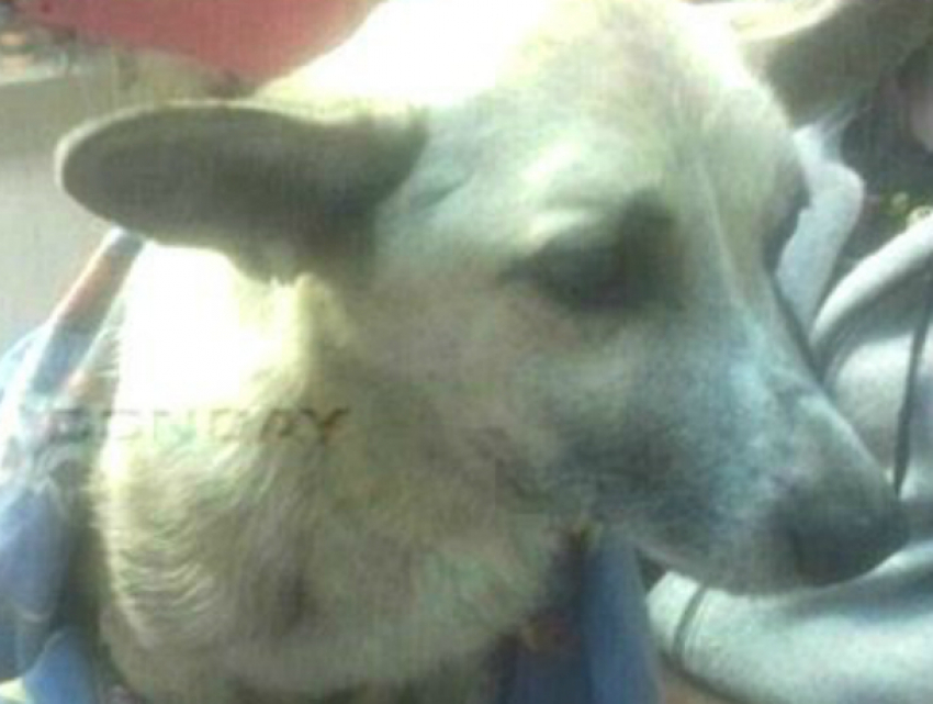 Средневековые пытки с «испанским галстуком» устроил маленькой собаке живодер в Ростовской области