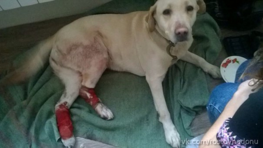 Лабрадор попал под колеса ростовского водителя