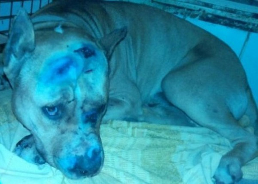 В Ростове нашлись хозяева пса, которого живодеры пытались застрелить и зарубить топором