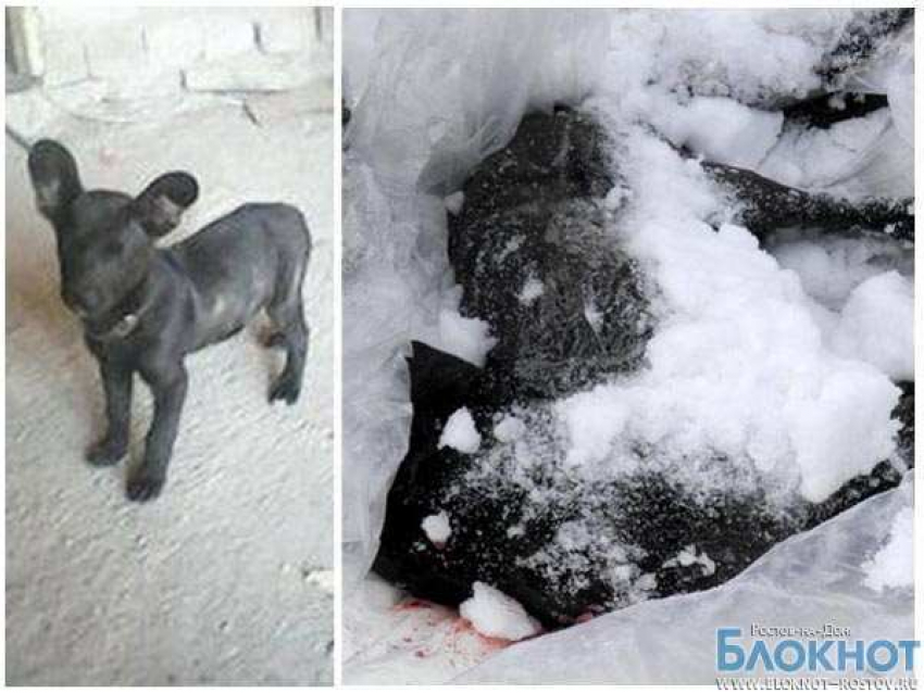 В Ростовской области живодер застрелил трех собак (ВИДЕО)
