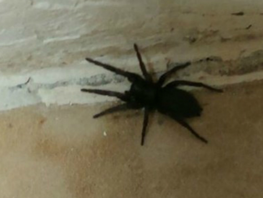 Жуткого пушистого тарантула обнаружила в своем доме жительница Ростовской  области