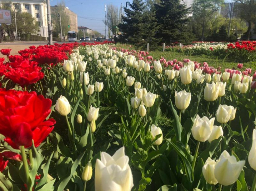 В Ростове осенью высадят 200 тысяч тюльпанов