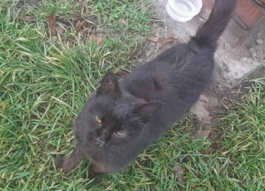Три месяца на холоде ждет своего хозяина брошенная черная кошка 