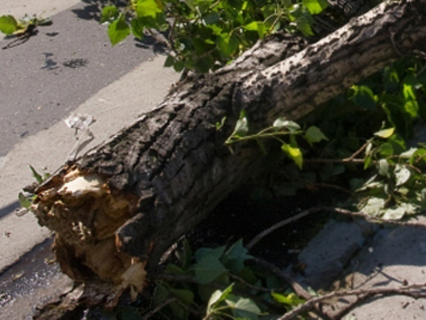 В Ростове на Чкаловском на девятилетнего мальчика упало дерево
