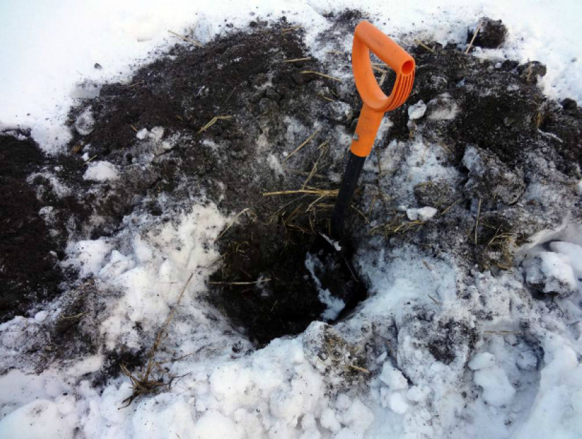 Молодого натуралиста, воровавшего роскошные туи во дворе Ростова, очевидцы сняли на видео