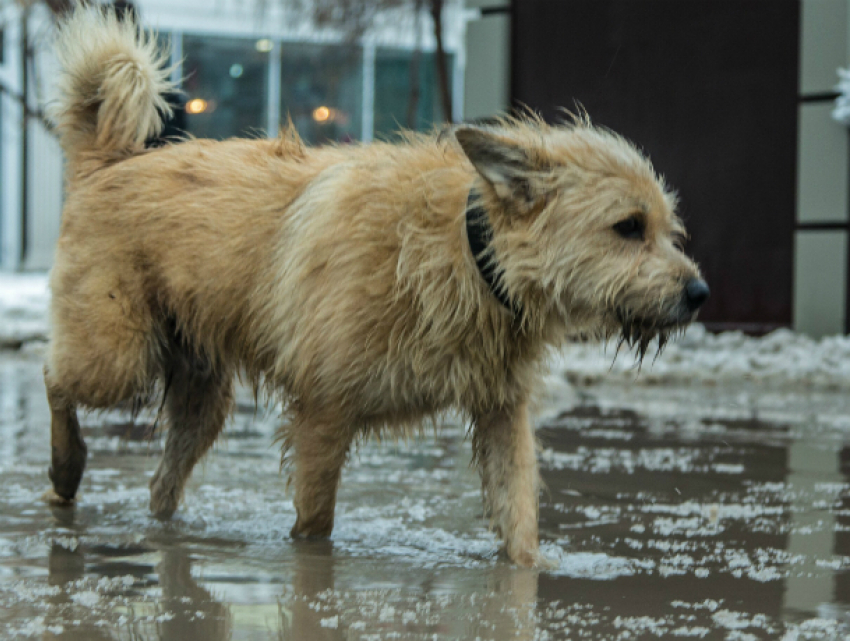 Собачьего «киллера» наняли горожане в Ростовской области чтобы убить покалеченную собаку