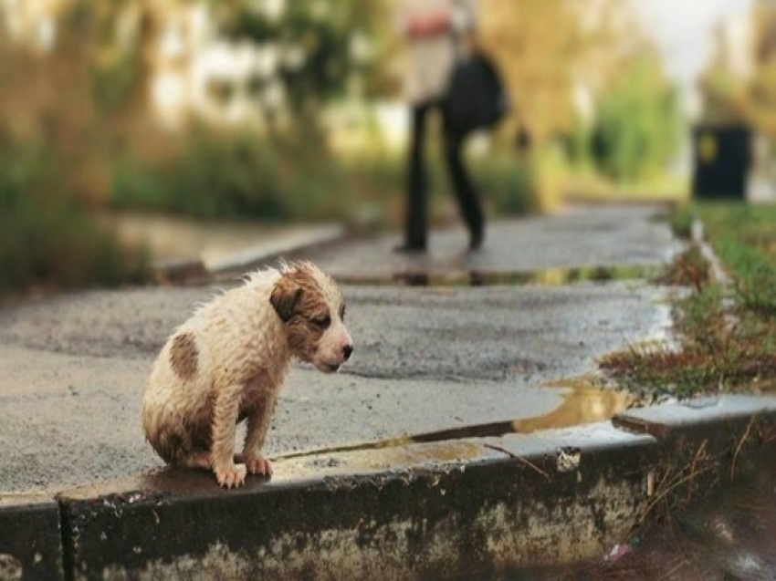 С надеждой на помощь от горожан в Ростове запустили проект по спасению бездомных животных