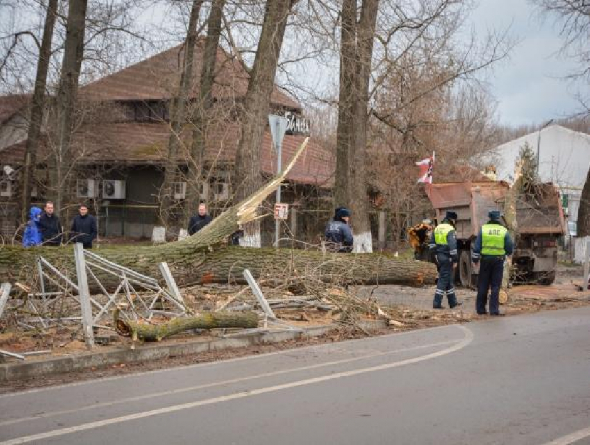 Жуткую гибель двух мужчин в КамАЗе под рухнувшим деревом в Ростове начали расследовать в СК