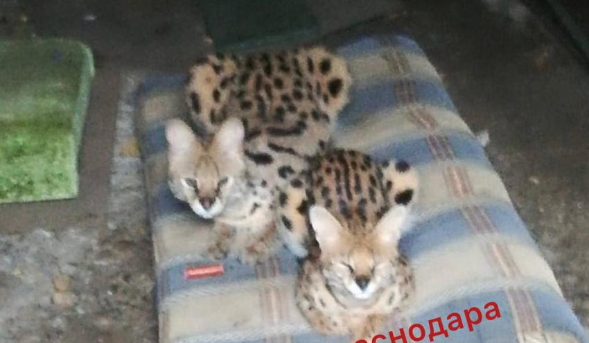 У жительницы Ростовской области забрали диких сервалов, которых она держала в гараже на Кубани