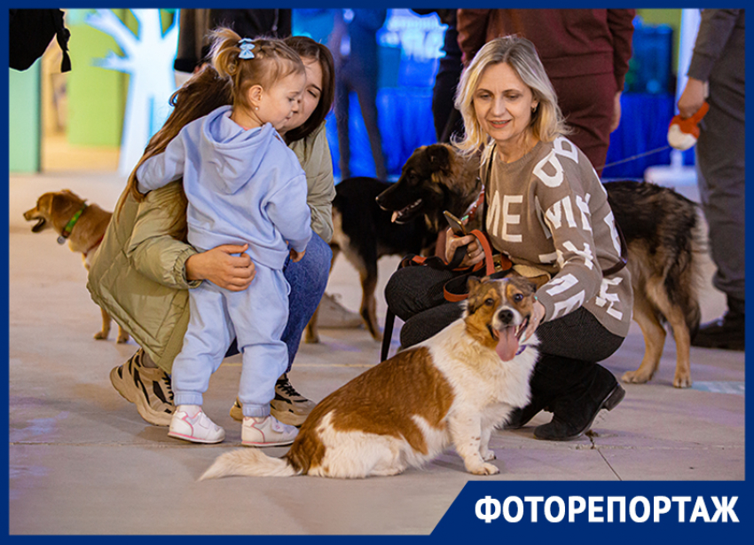 Шесть собак из ростовского приюта нашли любящих хозяев во время фестиваля «Дай лапу!»