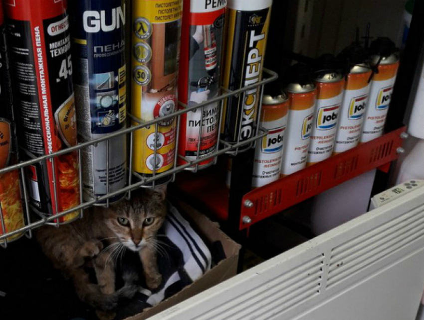 «Живой уголок» с котом в магазине хозтоваров Ростова удивил и обрадовал горожан