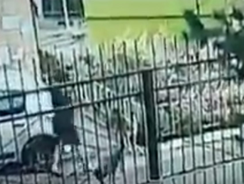 Свирепые дворняги попытались отгрызть ноги женщине во дворе Ростова на видео