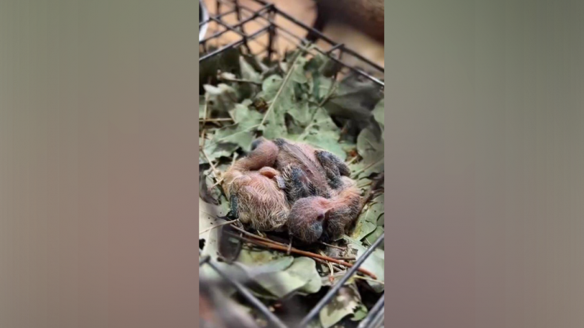 У австралийской горлицы в донском парке вылупились птенцы