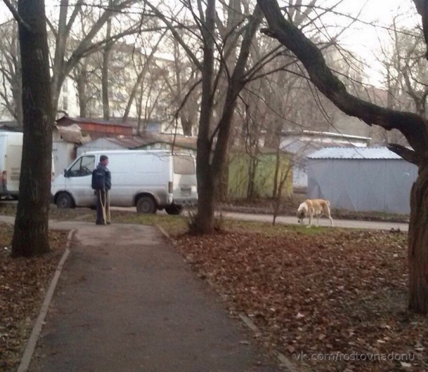Ростовчане возмущены тем, что возле школы мужчина на костылях выгуливает собаку без намордника 