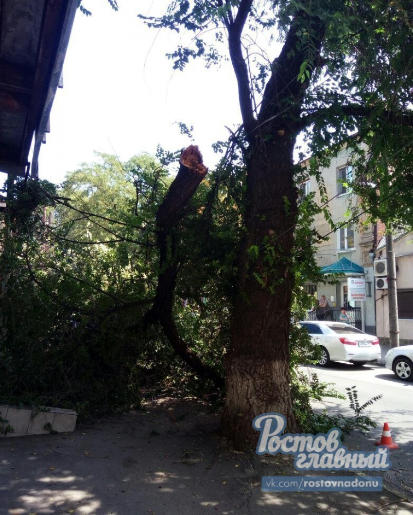 Два автомобиля пострадали от упавшего на Серафимовича дерева