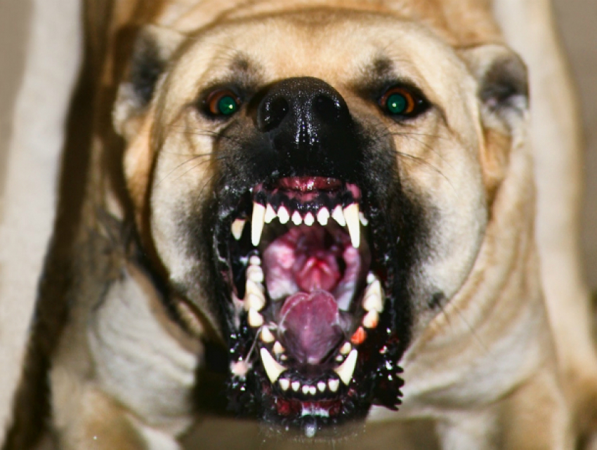 Агрессивный питбуль попытался загрызть своего хозяина во время прогулки в Ростове