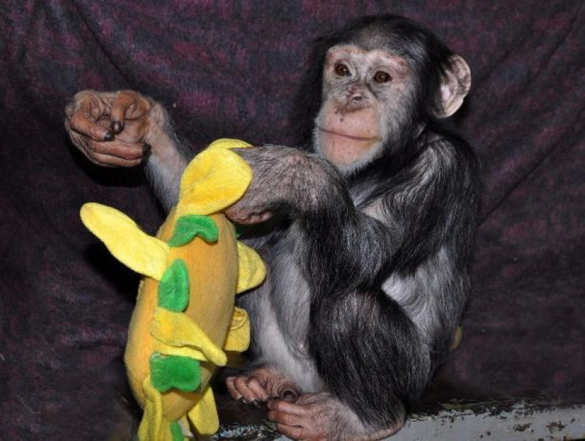 Шимпанзе в зоопарке Ростова 8 марта показательно покормят и повеселят