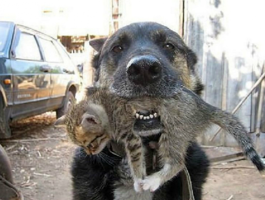 Вернувшаяся домой собака с живым котенком в зубах потрясла своих хозяев в Ростове