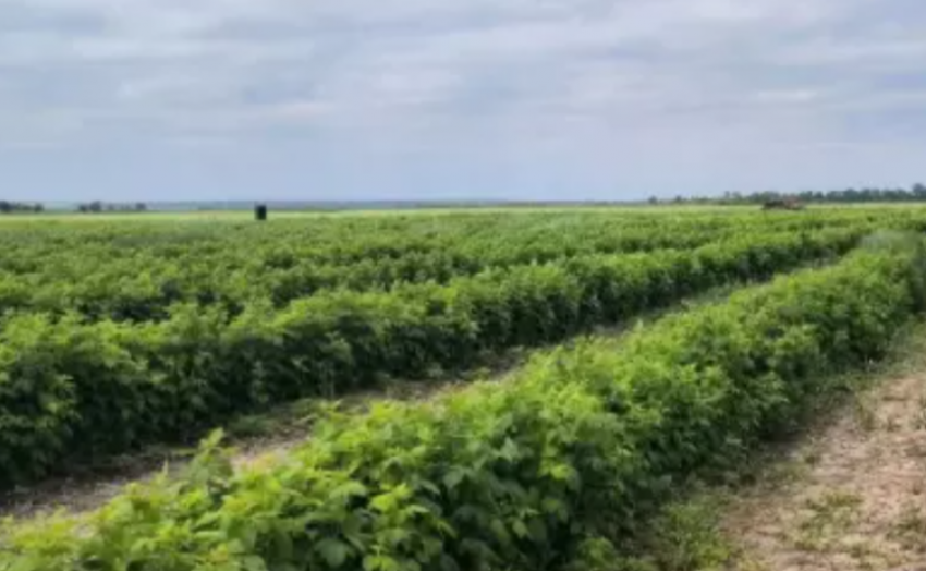 Малиновый бизнес под ключ продают в Ростовской области за 32 млн рублей