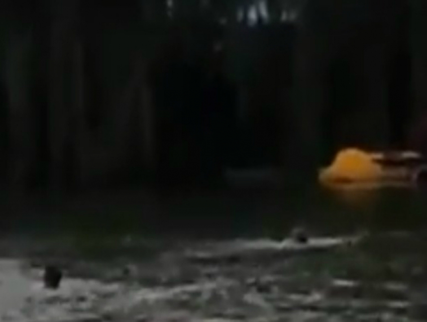 Героическое спасение утопающей в озере птицы семейной парой под Ростовом попало на видео