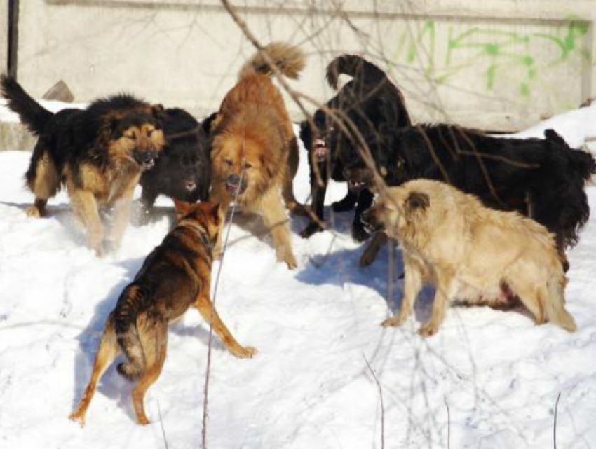 Защищавшего свою овчарку мужчину загрызла стая бездомных собак под Ростовом