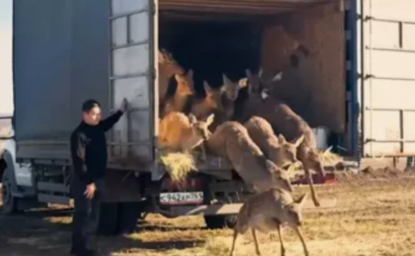 Муфлонов и пятнистых оленей в Ростовской области стало больше