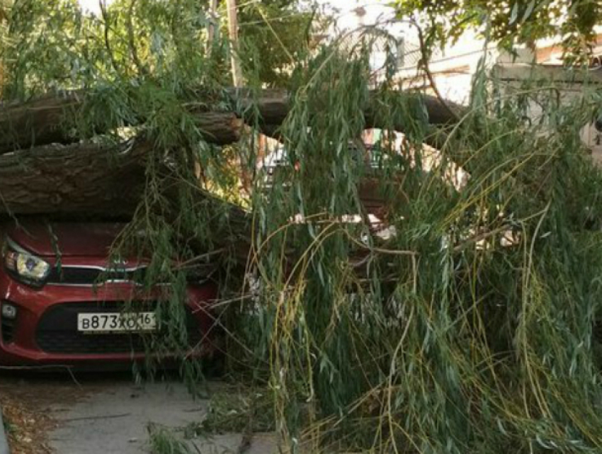 Обрушившаяся под напором сильного ветра старая ива раздавила автомобиль во дворе Ростова 
