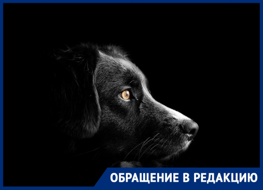 В Ростове вместо стерилизации потравили дворовых собак