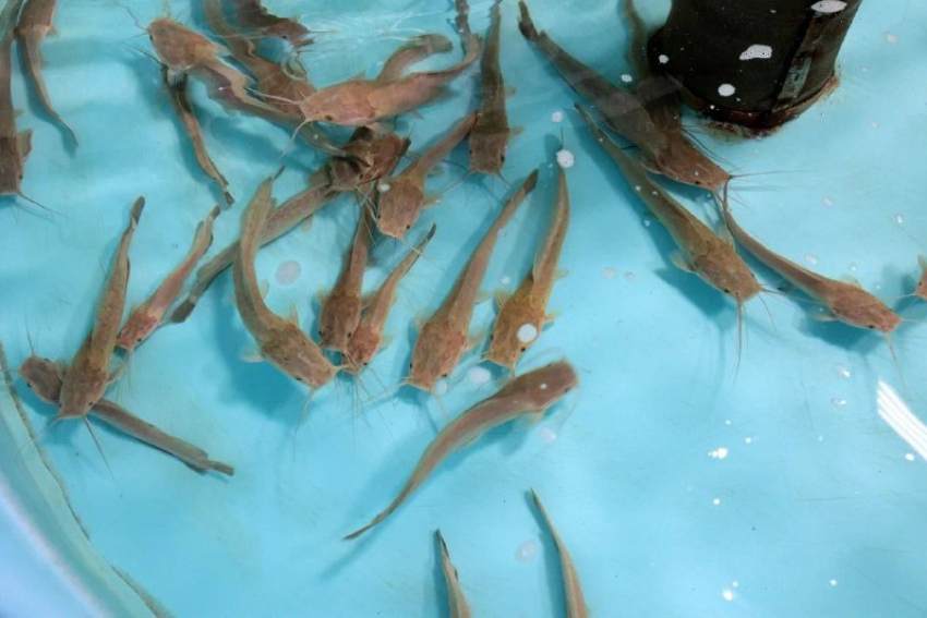 Лещи и сазаны могут покинуть водоемы Ростовской области из-за «вселенцев»