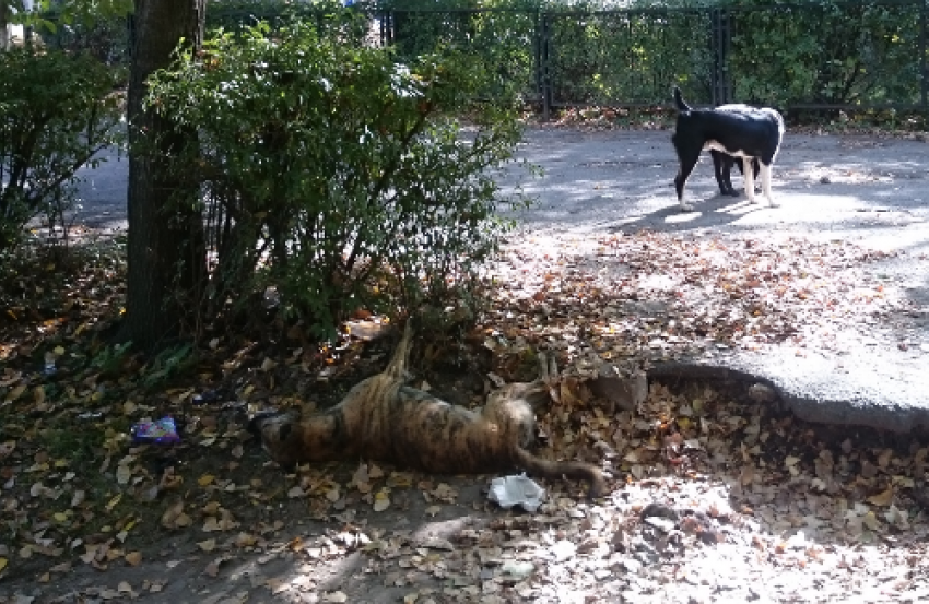 Каждый день по дороге в школу дети в Ростове видят труп собаки