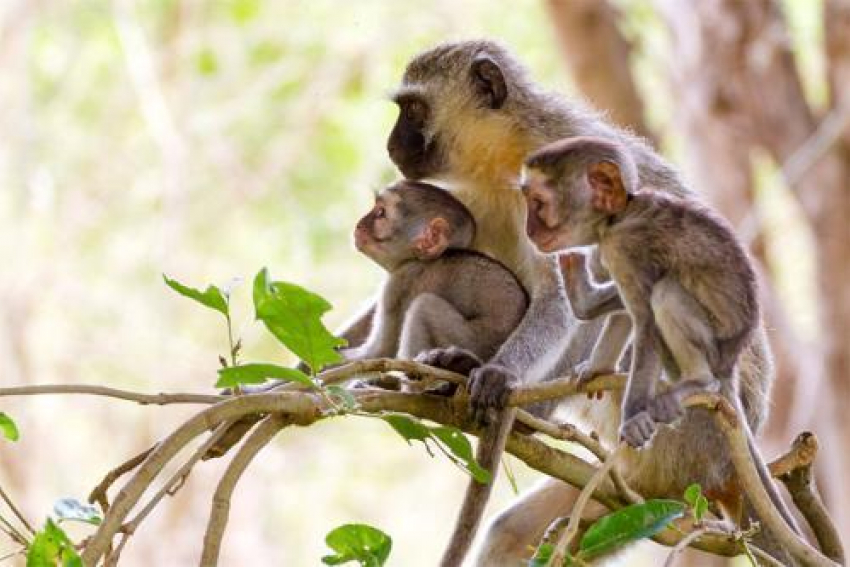 В Ростовском зоопарке в семье зеленых мартышек пополнение 