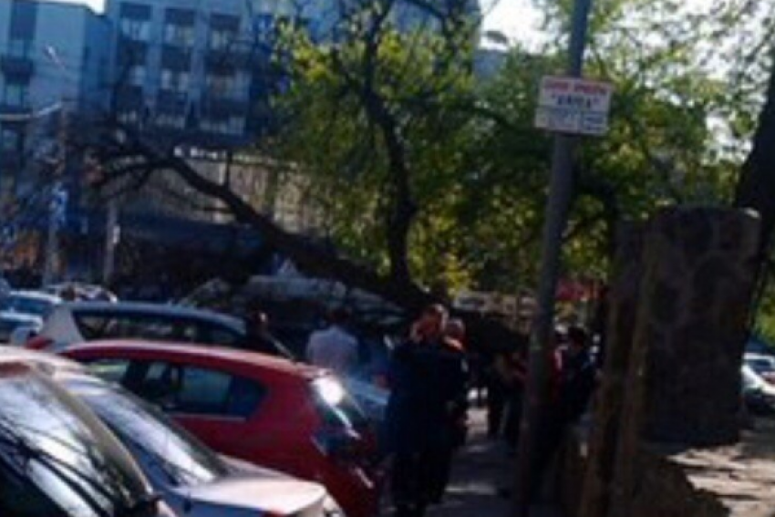 В центре Ростова дерево рухнуло на проезжую часть 