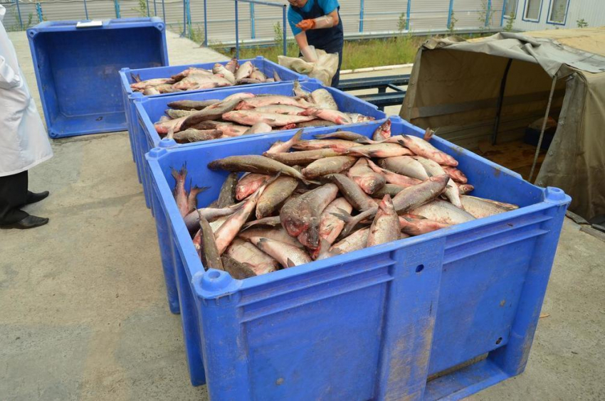 В Ростовской области изъяли 40 тонн рыбы