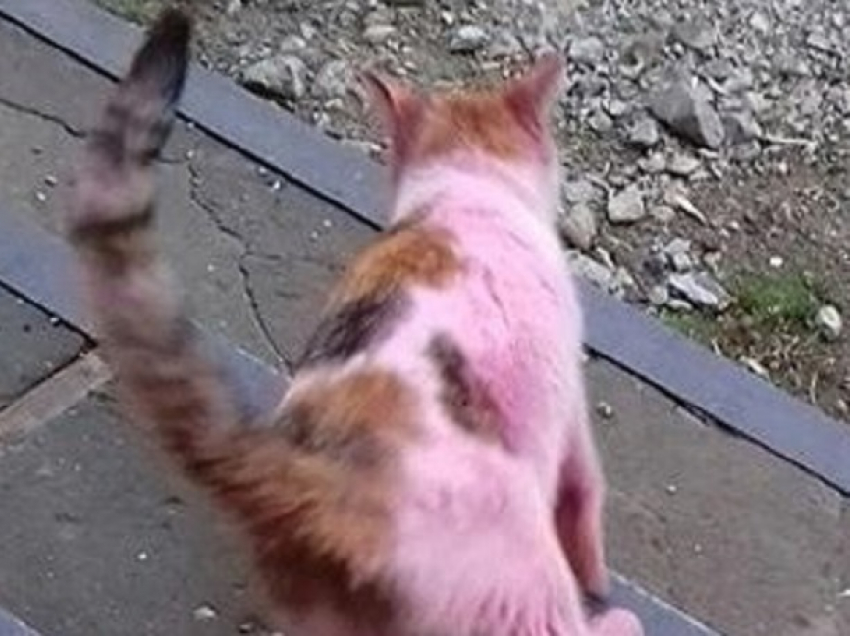 Розовый кот для «отпугивания блох» выбежал на улицы Ростова