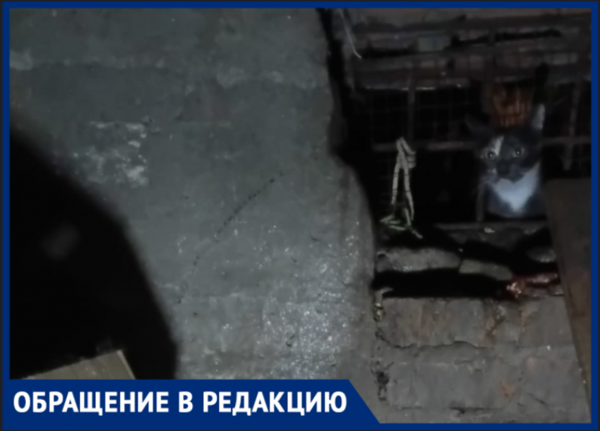 В подвалах ростовских многоквартирных домов гибнут сотни котят