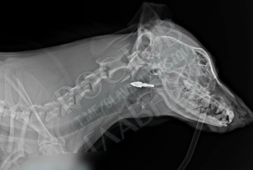 В Ростове собаку со стрелой в голове доставили в ветклинику