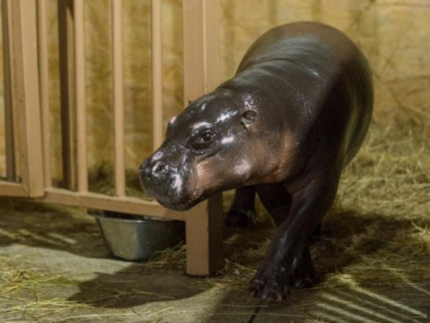 Милейшее пополнение в ростовском зоопарке покажут посетителям